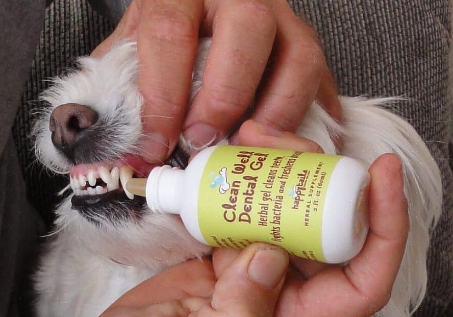 זהו כלי טוב שיעזור לכלבכם לגרד את רובד השיניים