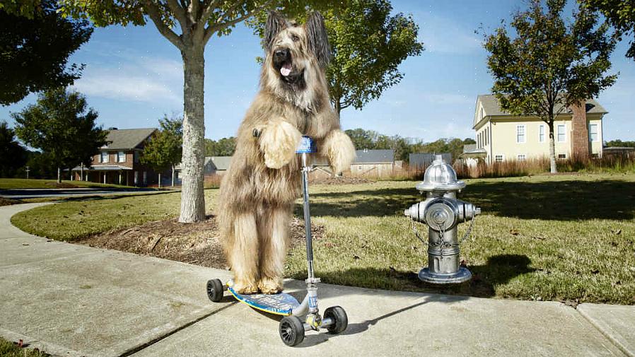 בעלי כלבים רבים העוסקים כיום בקורקינט כלבים טוענים כי אילוף כלב לקלנועית כלל אינו קשה