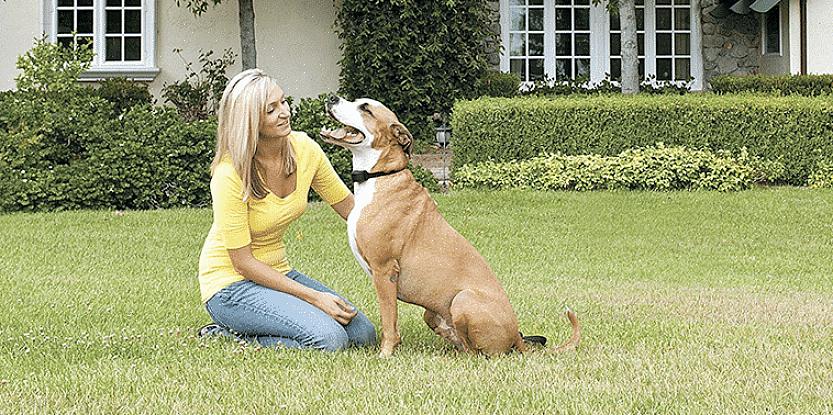 בחרו גדר כלבים חשמלית בלתי נראית המתאימה לגודל החצר שלכם
