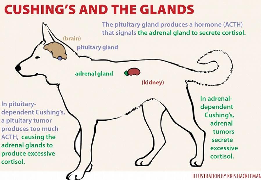 ברגע שאתה רואה כמה תסמינים של מחלת קושינג מופיעים אצל הכלב שלך