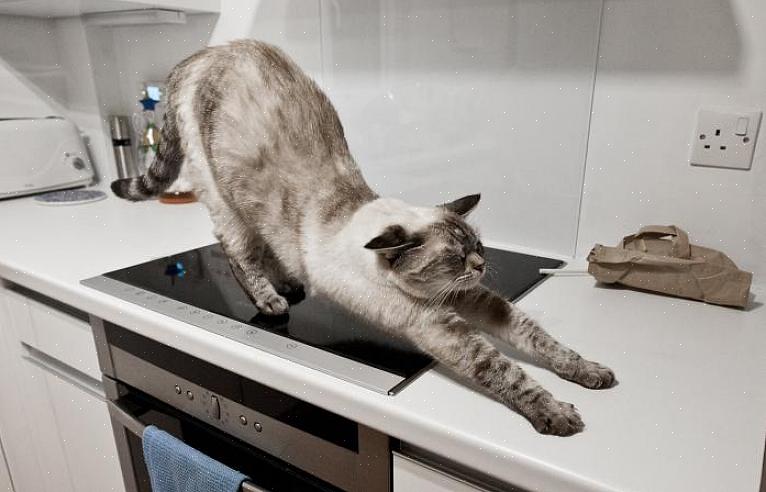 חתולים בדרך כלל מפתחים חיבה לדלפקי המטבח שלכם בגלל שלוש סיבות בסיסיות