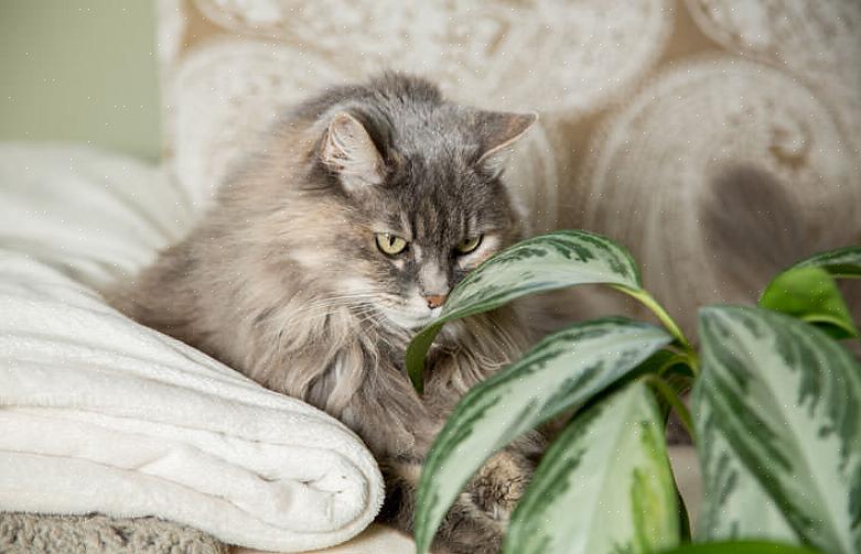 אם אתה חושד שהחתול שלך אכל מצמח רעיל