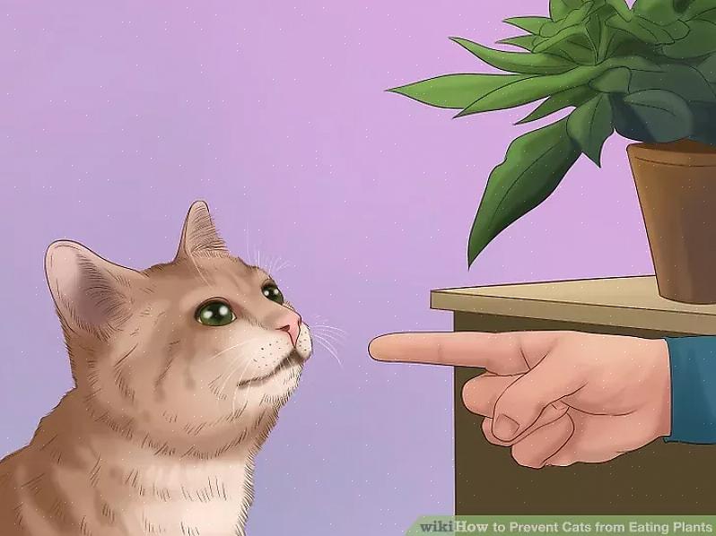 תוכלו להבין מדוע החתול שלכם אוכל צמחי בית ולשים לזה סוף