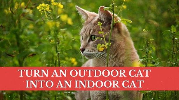 תנו לחתול שלכם תשומת לב נוספת והיו סבלניים כשאתם מנסים להפוך את החתול בחוץ לחתול מקורה