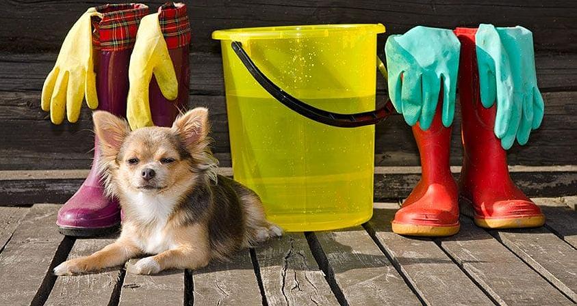 ניקוי האביב פירושו שימוש בציוד ניקוי שעלול לגרום לבעיות חמורות אצל כלבך או בעלי חיים אחרים בביתך
