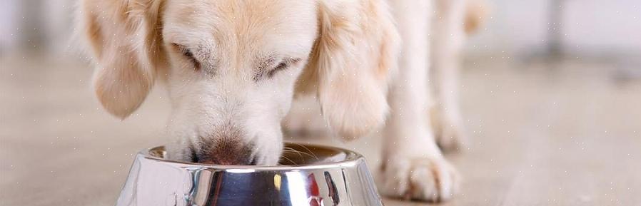 כולנו יכולים להסתדר במסעדות ידידותיות לחיות מחמד אם בעלי כלבים מקפידים על נימוסי האוכל הנכונים
