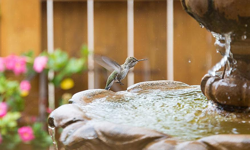 מזרקות לאמבטיה של ציפורים יכולות להיות תוספת נפלאה ומושכת לגינה שלכם גם מעבר להנאה שצפו במגוון ציפורים