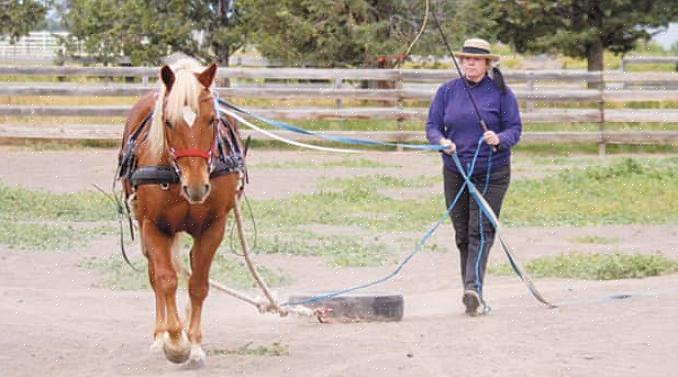הצעד הראשון בלימוד סוס לנהוג הוא ללמוד את החלקים והתפקודים השונים של ציוד הנהיגה