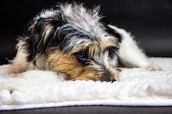 מומחים לכלבים אומרים שלתת עיסוי יומי לחיית המחמד שלך עוזר להרגיע אותו