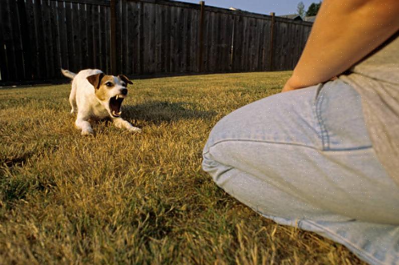 התנהגות כלבים ומאלפים לכלבים יכולים לתת לכם טיפים ועצות לאילוף כיצד לשלוט על כלבכם סביב מבקרים או לאמן