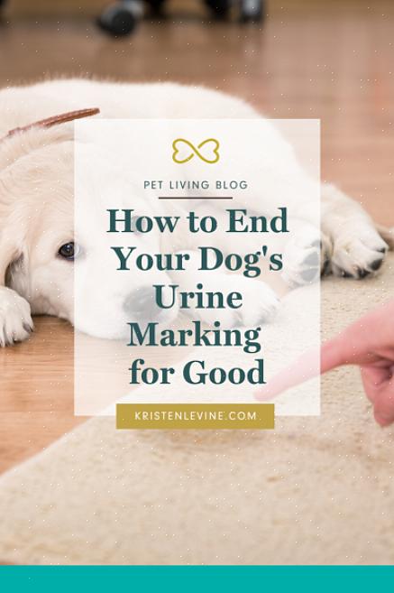 אם אתה מסוגל לתפוס את הכלב שלך באכילת השטיח