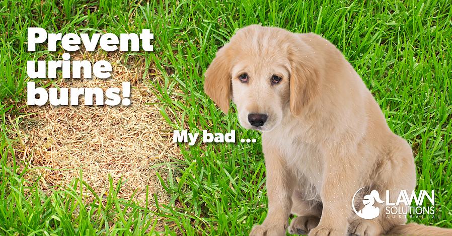הפיתרון הפשוט ביותר למנוע מהכלבים שלך להשתין על הדשא או הדשא שלך הוא לשים גדר סביבו