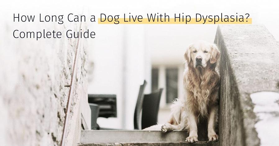 דיספלסיה של מפרק הירך בכלבים ידועה כמחלה מולדת