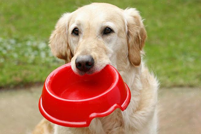 זו כנראה הדרך הנפוצה והברורה ביותר לעזור לכלבים שלכם לאכול לאט יותר
