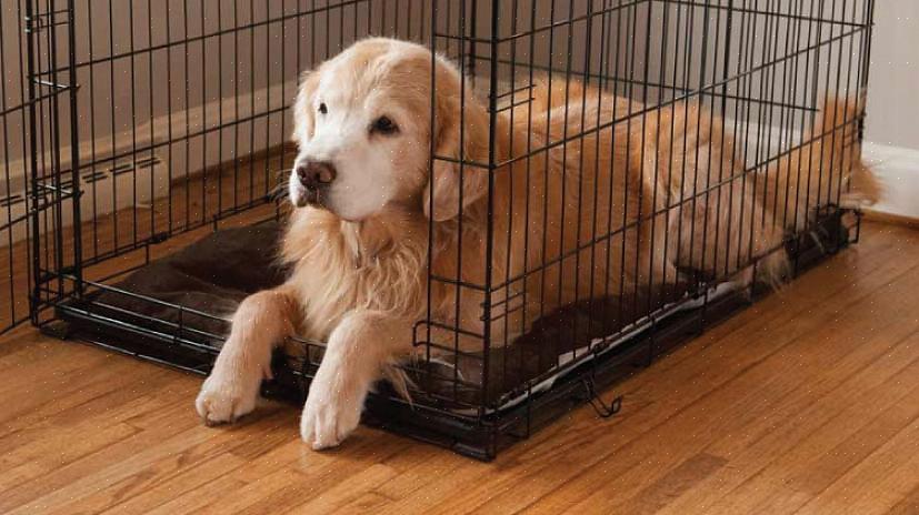 ישנן דרכים שתוכל לעשות ביעילות כדי למנוע מהכלב שלך להשתין בתוך הארגז שלו