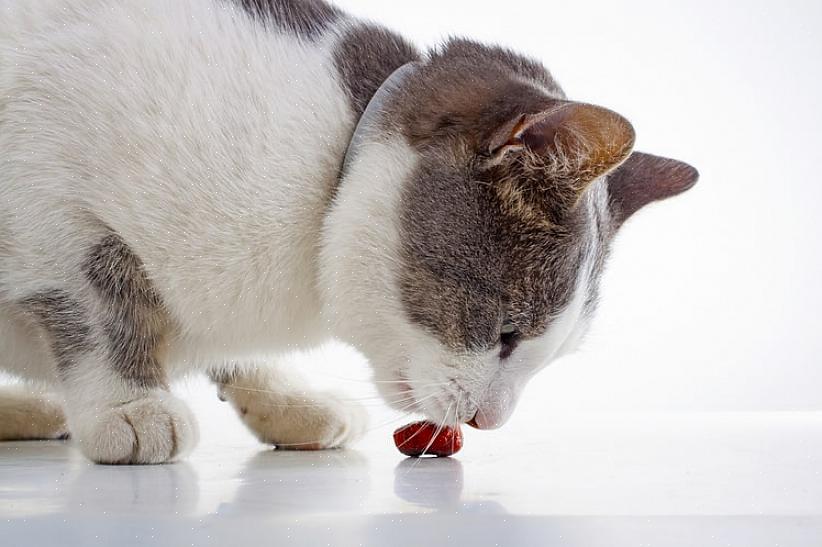 פינוקי חתול שרימפס מיובשים בזהב לחיות מחמד