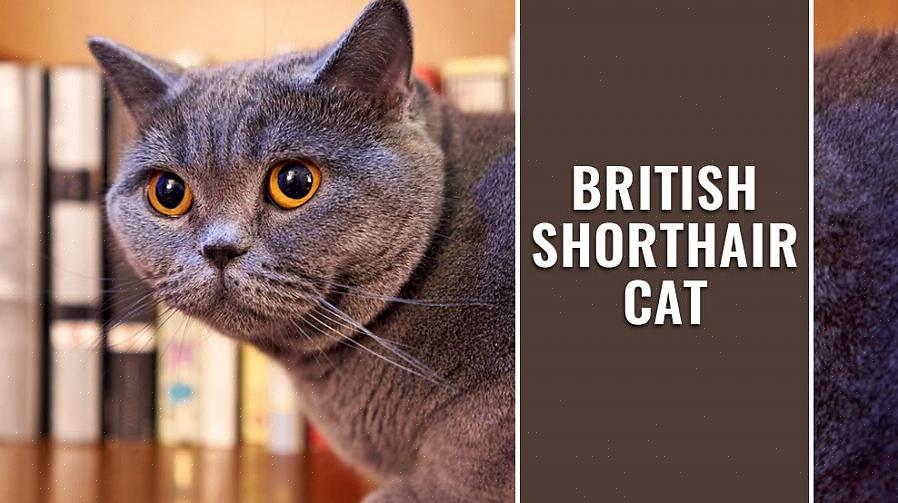 הקצר הבריטי הוא זן חתולים נפלא ואוהב שעושה חיית מחמד נהדרת