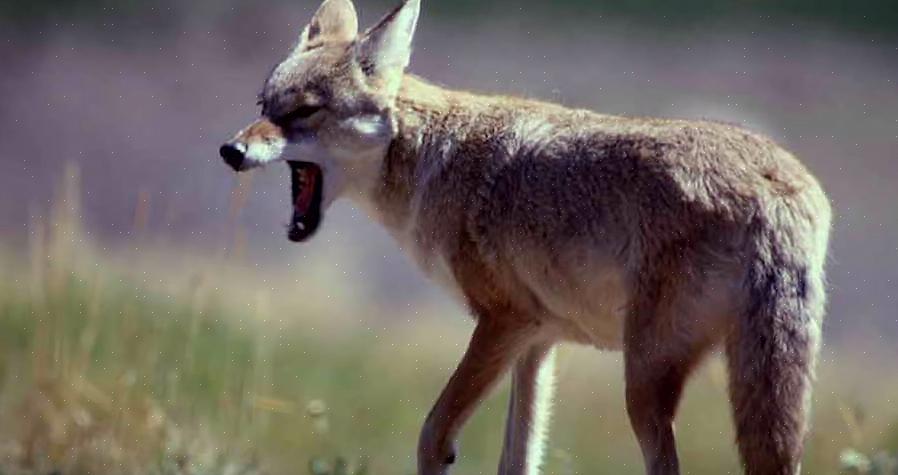 זאב הערבות ידוע למדי בהתנהגותו התוקפנית במיוחד כאשר הוא רעב