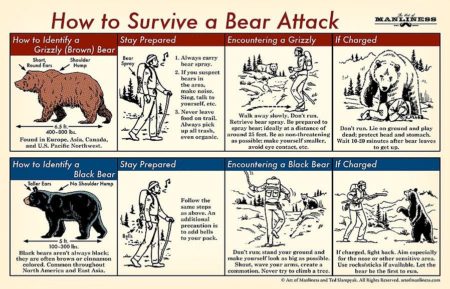 דע כיצד להימנע מלהכניס דוב שחור לשני המצבים ותמנע מהתקפת דוב שחור