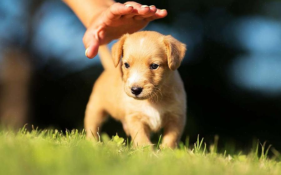הטיפים הבאים מועילים למי שרוצה לשקול לאמץ כלב מקבוצת הצלה