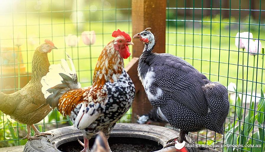 עוף גיניאה הוא גם מאוד שימושי בהרחקת נחשים ומכרסמים שיכולים לטרוף חיות עופות אחרות בחווה