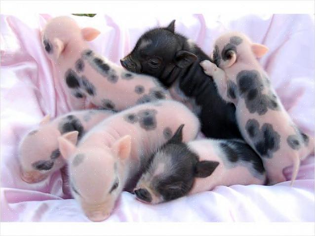 חפש הפניות מבעלי חזירים בבטן עציצים מיניאטוריים שעשויים להשתמש בחזירים למופעים או כחיות מחמד