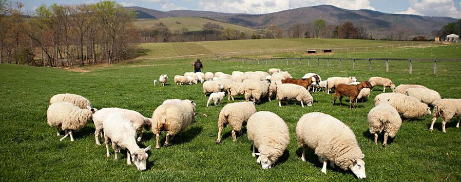 קניית חוות כבשים היא רעיון טוב כאשר אתם אוהבים חקלאות חקלאית