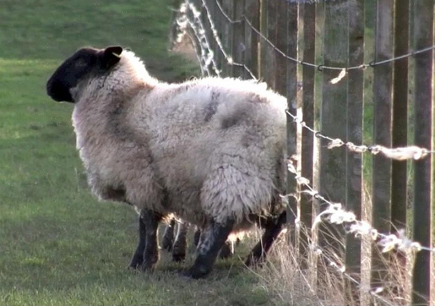 גרדת כבשים היא מחלה הנגרמת על ידי קרדית על עור הכבשים