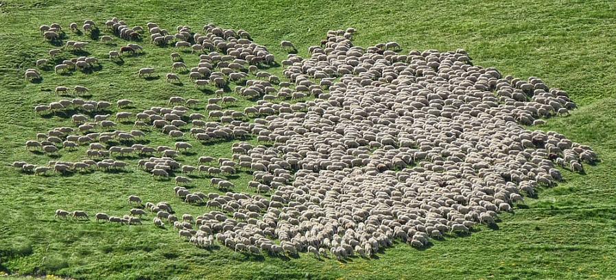 הימנעות מרעש מבהיל חזק והבנת מאפייני ההתנהגות הטבעיים של הכבשים יכולים לשפר מאוד את התוצאות בעבודתו של הרועה
