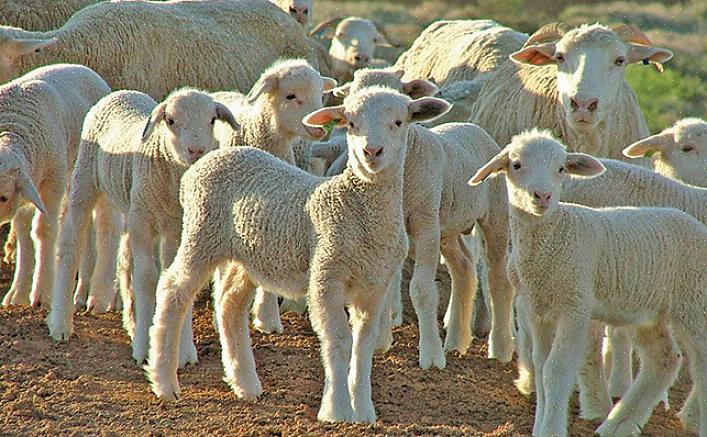כבשים המבוססות על חוות דעת המגדלים מעדיפות דשא גס