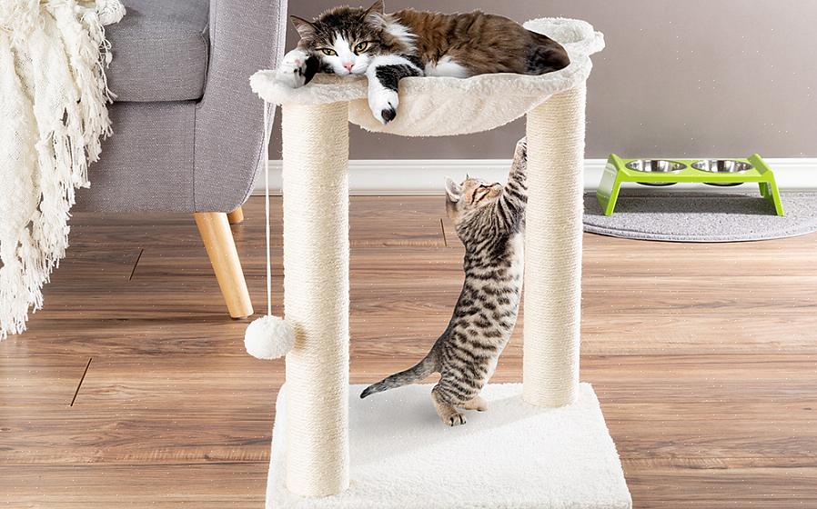 לאחר שחיברת את הקרטון אתה מוכן להוסיף את השטיח לדירת החתול שלך