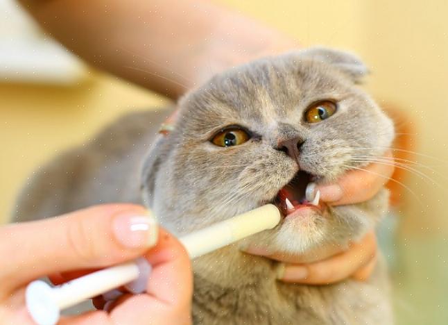 אם אתה מתקשה לתת תרופות לחתול שלך דרך הפה