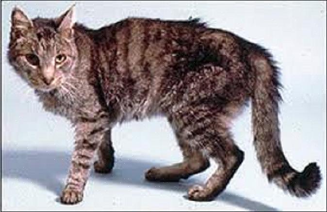 בלוטת התריס בקושי היא הפרעה אצל חתולים מבוגרים הנגרמת על ידי גידול שפיר של אדנומה הגדל בבלוטת התריס