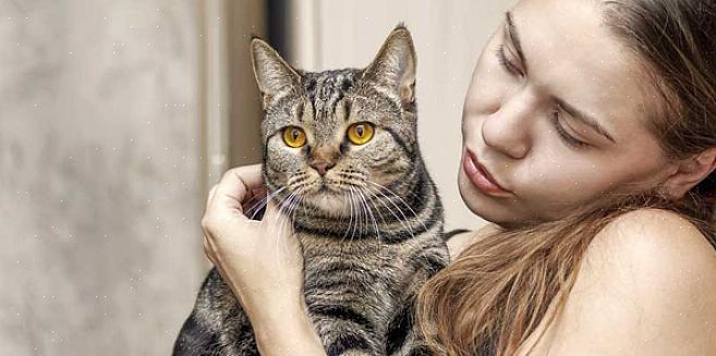 דלקת הצפק מדבקת בקיבה (FIP) היא מצב אצל חתולים הנגרמת על ידי זיהום של נגיף העטרה