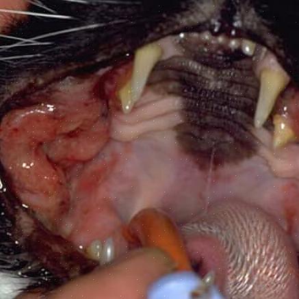 למד מה לעשות אם החתול שלך חולה בסרטן חתולים מסוג זה