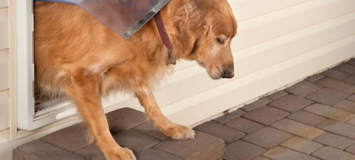 דלת כלבים היא בדיוק מה שאתה צריך באימון חיות מחמד כדי לשמור מחוץ לבית כל מה שיש לשמור