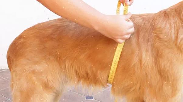 הפיתרון הפופולרי ביותר המשמש למניעה והפניית שתן של כלב הוא שימוש ברצועת בטן