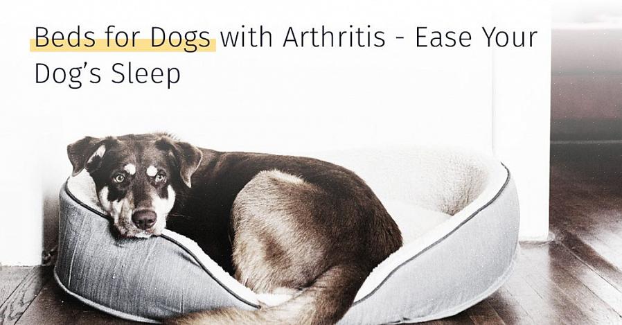 דלקת פרקים בכלבים היא מחלה ניוונית המאופיינת בנוקשות וכאבים בשרירים ובמפרקים