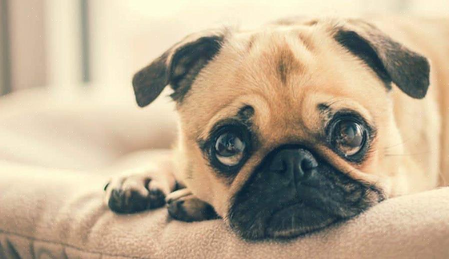 האורגניזמים האחראים לעין ורודה גורמים גם לעיני כלבים לקרוע מאוד