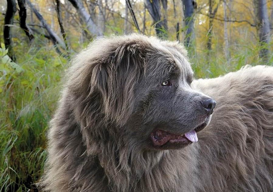 כלבים גדולים מגיעים לגיל זקנה מוקדם יותר מכלבים קטנים