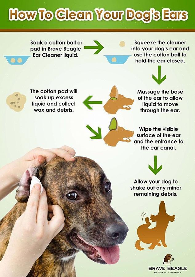 להלן מספר טיפים לשמירת אוזני הכלב שלך נקיות ובריאות