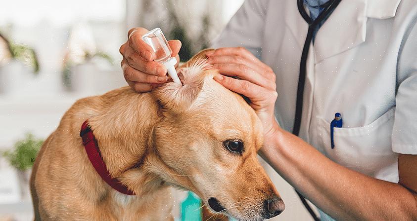 הווטרינר שלך יכול להמליץ על מוצרים ועל השיטה המתאימה לניקוי אוזני הכלב שלך