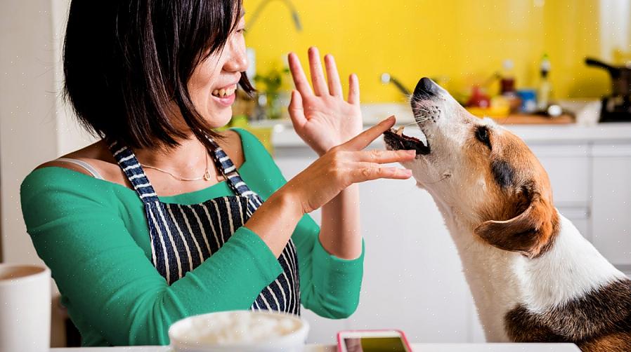 אל תזעזע את הכלב שלך על ידי האכלתו כדורי מזון לכלבים יום אחד ואז את מזון האדם למחרת