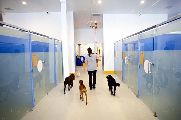 מלונות לחיות מחמד מציעים גם שירותי טיפוח ואילוף כלבים