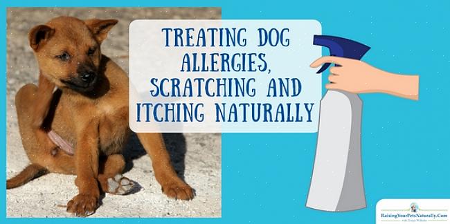 חלק מהגורמים השכיחים לעור מגרד בכלבים הם פרעושים