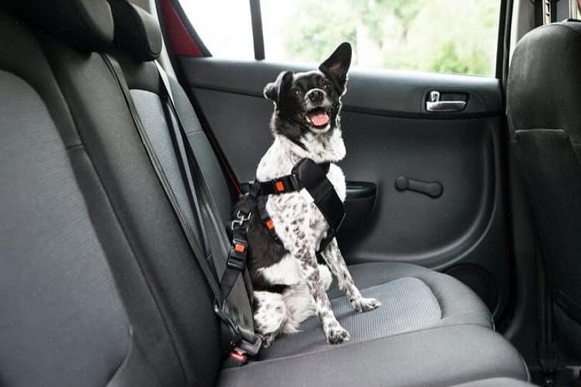 באמצעות חגורת בטיחות לכלבים תוכלו להגן על עצמכם ועל כלבכם בזמן נסיעה