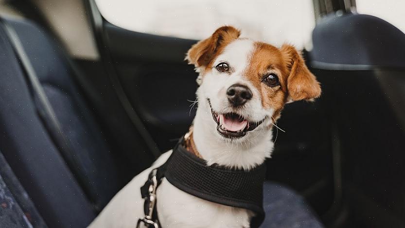 עליך להתאים לרכב שלך חגורת בטיחות שתוכננה במיוחד עבור כלבך