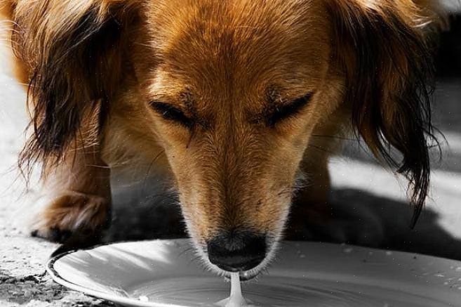 רוקן פחית מזון לכלבים בבלנדר והכניס כוס מזון לכלבים יבשים וחצי כוס חלב ללא לקטוז