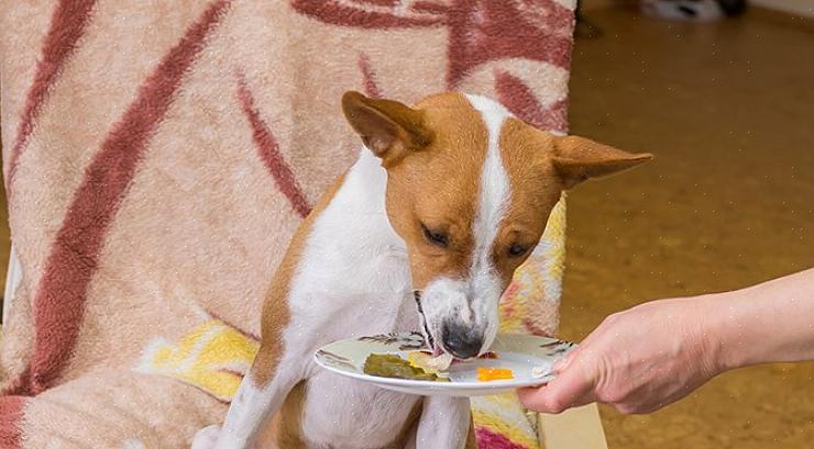 הווטרינר שלך יכול לסייע לך בבחירת מזון לכלבים עתיר סיבים