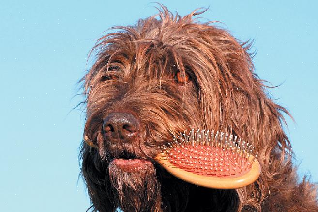 העצות הבאות ינחו אותך כיצד להסיר מחצלות שיער לכלב ולשמור על המעיל של הכלב שלך ללא סבך